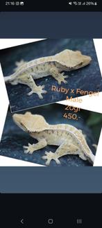 1.0 prachtige High White Tricolor wimpergekko man, Hagedis, Tam, 0 tot 2 jaar
