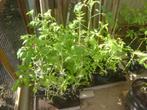 tomaten plantjes, Tuin en Terras, Planten | Tuinplanten, Halfschaduw, Lente, Ophalen, Groenteplanten