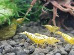 Caridina Galaxy Fishbone/Boa Yellow garnalen Uitselectie, Dieren en Toebehoren, Kreeft, Krab of Garnaal, Zoetwatervis