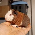 US Teddy cavia beertje lilac-goud-wit-QF, Mannelijk, Cavia