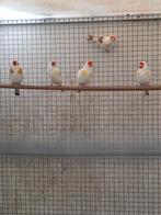 Putters, Dieren en Toebehoren, Vogels | Overige Vogels