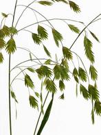 Plataargras zaden, Chasmanthium Latifolium, Tuin en Terras, Bloembollen en Zaden, Verzenden, Zaad