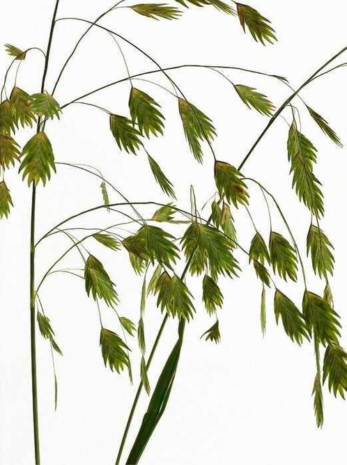 Plataargras zaden, Chasmanthium Latifolium, Tuin en Terras, Bloembollen en Zaden, Zaad, Verzenden