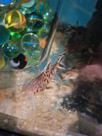 Poissôns chat du tanganyika synodontis petricola