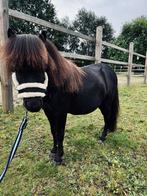 Leuke shetlander, Dieren en Toebehoren, Hengst