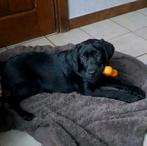 Lieve zwarte labrador pups teefjes op boerderij ouders aanw, België, CDV (hondenziekte), 8 tot 15 weken, Teef