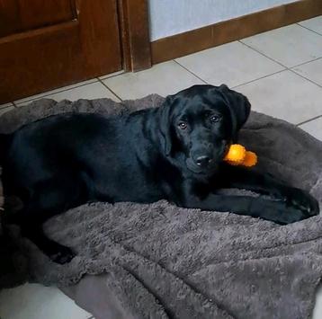 Lieve zwarte labrador pups teefjes op boerderij ouders aanw beschikbaar voor biedingen