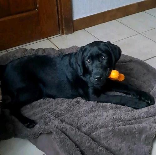 Lieve zwarte labrador pups teefjes op boerderij ouders aanw, Dieren en Toebehoren, Honden | Retrievers, Spaniëls en Waterhonden