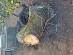 Gigantische eiken boomstam, Ophalen, Eikenhout, Blokken