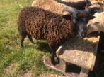 Ouessant schaap ram - zwart - 5maand, Dieren en Toebehoren, Schapen, Geiten en Varkens, Schaap