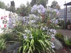 Agapanthus blauw, 1601 Ruisbroek, Tuin en Terras, Planten | Tuinplanten, Ophalen of Verzenden, Winter