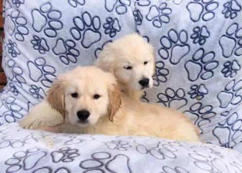 Golden retriever pups super mooie pups, Dieren en Toebehoren, Honden | Retrievers, Spaniëls en Waterhonden, Reu, Golden retriever