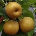 Bio nashi peren beschikbaar voor biedingen