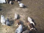 Barbrieeenden te koop, Dieren en Toebehoren, Pluimvee, Meerdere dieren, Eend