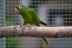 aratinga finschi, Dieren en Toebehoren, Vogels | Parkieten en Papegaaien, Meerdere dieren, Geringd