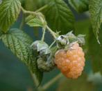 frambozen geel, Tuin en Terras, Vaste plant, Ophalen of Verzenden, Halfschaduw, Zomer