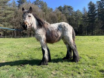 Trekpaard, Dieren en Toebehoren, Paarden, Merrie, Gechipt, 0 tot 2 jaar