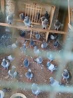 Slacht duiven, Dieren en Toebehoren, Vogels | Duiven