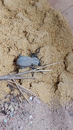 Blue death feigning beetle