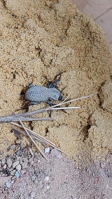 Blue death feigning beetle  beschikbaar voor biedingen