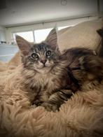 Maine Coon kitten ‍, Dieren en Toebehoren, Poes, Gechipt, 0 tot 2 jaar