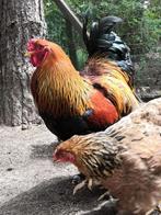 broedeieren brahma groothoenders