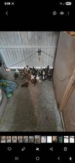 Colombe irakienne, Animaux & Accessoires