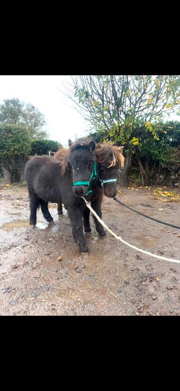 2 zwarte hengten veulens beschikbaar voor biedingen