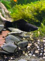 Black molly