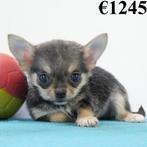 Pomchi - chiots Belges à vendre, Animaux & Accessoires, Commerçant, Autres races, 8 à 15 semaines, Plusieurs