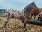 Diverse Appaloosa stamboek veulens o.a. bijna identiek 2span, Dieren en Toebehoren, 0 tot 2 jaar, Hengst, A pony (tot 1.17m), Onbeleerd