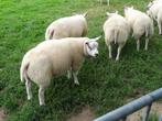 Ramlammeren Te koop, Dieren en Toebehoren, Schapen, Geiten en Varkens, Mannelijk, Schaap, 0 tot 2 jaar