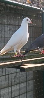 Witte duiven, Dieren en Toebehoren, Vogels | Duiven