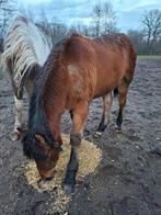 Belgisch trekpaard x paint merrie veulen, Dieren en Toebehoren, Merrie