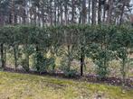 Porugese laurier haag, Tuin en Terras, Ophalen, Laurier, Haag