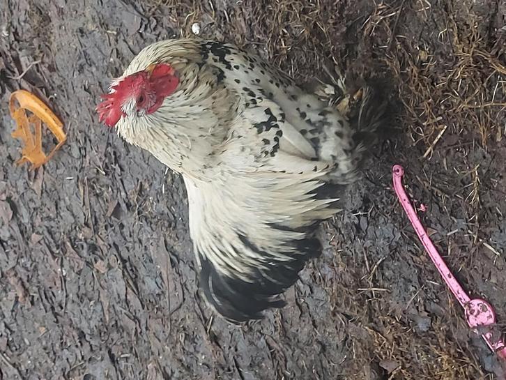 Haantjes zoeken een plaatsje, Animaux & Accessoires, Volatiles