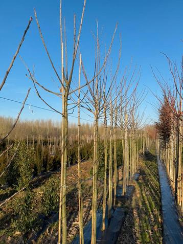Inheemse bomen (kastanje, walnoot, linde, moereseik, …) beschikbaar voor biedingen