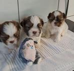 Shih tzu pupje, Dieren en Toebehoren, België, Overige rassen, CDV (hondenziekte), 8 tot 15 weken