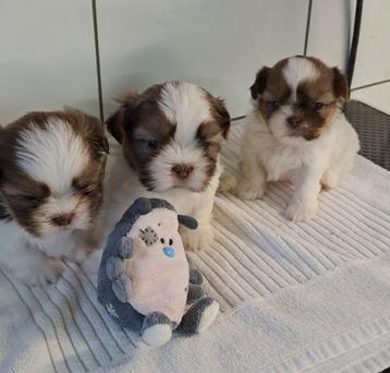 Shih tzu pupje  beschikbaar voor biedingen