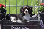 Cavalier King Charles spaniel pups 🌸🐾💝, Dieren en Toebehoren, Honden | Retrievers, Spaniëls en Waterhonden, CDV (hondenziekte)