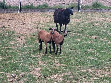Kameroen schapen  beschikbaar voor biedingen