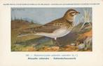 KALANDERLEEUWERIK, Collections, Cartes postales | Animaux, Envoi, Non affranchie, Oiseaux