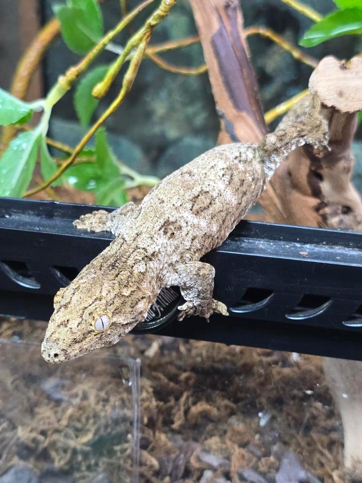 Mooie jonge rhacodactylus leachianus., Animaux & Accessoires, Reptiles & Amphibiens, Amphibien