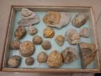 Fossielen van zee egels en oesters, Ophalen of Verzenden