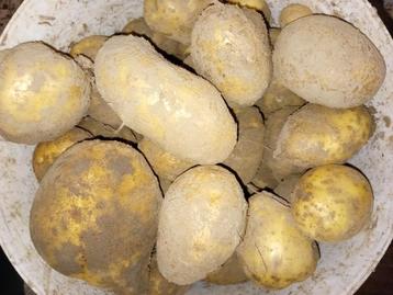 Bio aardappelen beschikbaar voor biedingen
