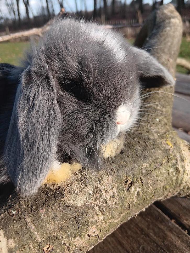 Hangoor dwerg konijn, Dieren en Toebehoren, Konijnen, Dwerg, Meerdere dieren, 0 tot 2 jaar, Hangoor