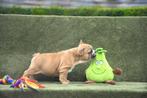 Prachtige Franse Bulldog pups, Dieren en Toebehoren, Honden | Bulldogs, Pinschers en Molossers, België, CDV (hondenziekte), 8 tot 15 weken