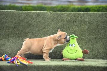 Prachtige Franse Bulldog pups  beschikbaar voor biedingen