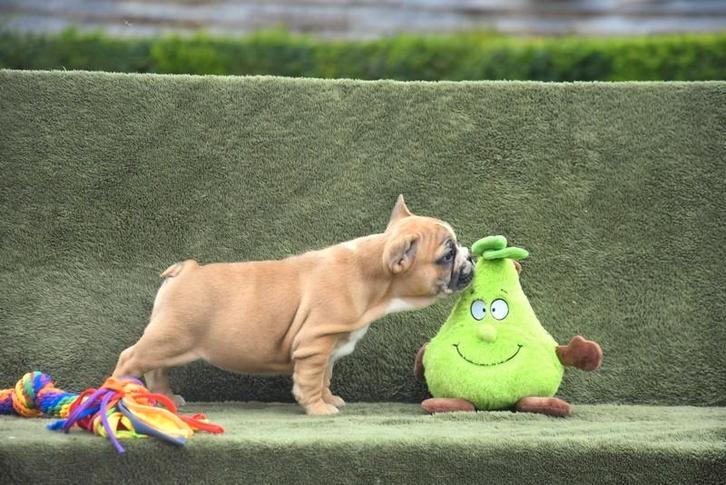 Prachtige Franse Bulldog pups, Dieren en Toebehoren, Honden | Bulldogs, Pinschers en Molossers, Meerdere dieren, Bulldog, Fokker | Professioneel