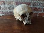 18de eeuwse mensen schedel human skull mens rariteiten, Ophalen